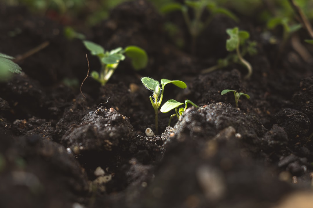 How to Speed Up Composting
