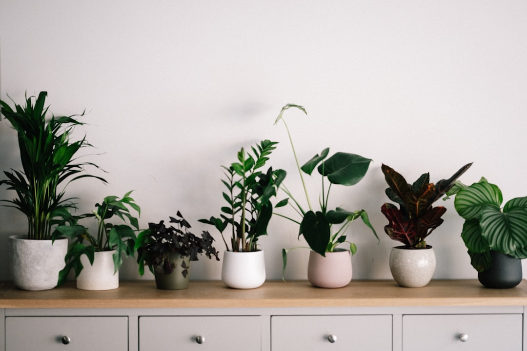 Cheap Ways to Boost Humidity for Happy Houseplants