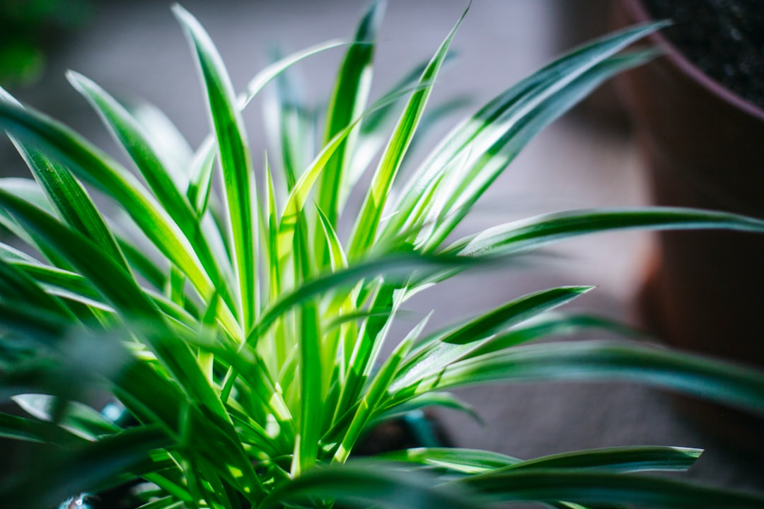 green grass plant