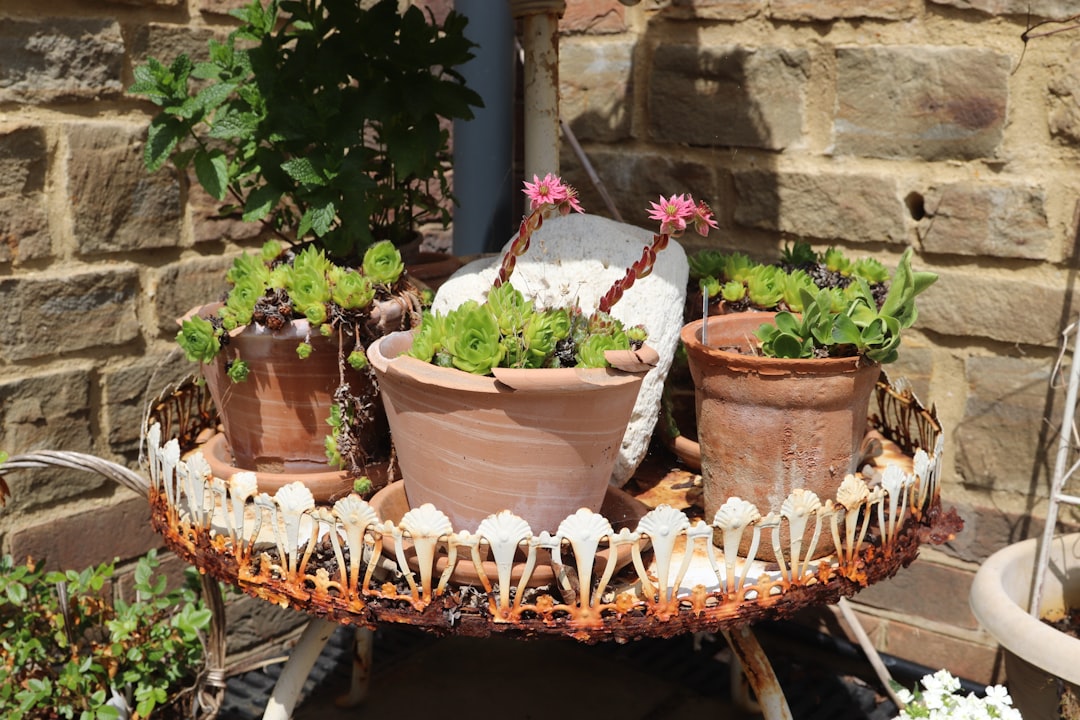 Succulents sit on a decorative, rustic tray.
