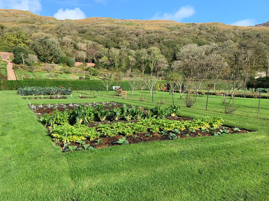 a lush green field filled with lots of plants