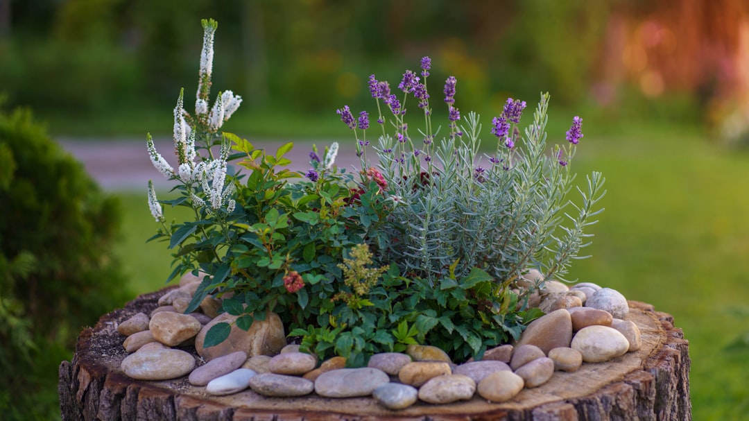 purple flowers on brown rocks